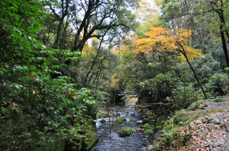 熊本熊77期,熊本熊布朗熊带你去旅行