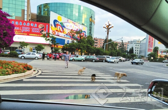 昆明国贸路与宝海路口4小狗坐路中一年守望喂养主人
