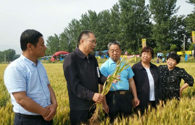 订单农业助推产业结构转型升级优质强筋小麦陕农33观摩会成功举办