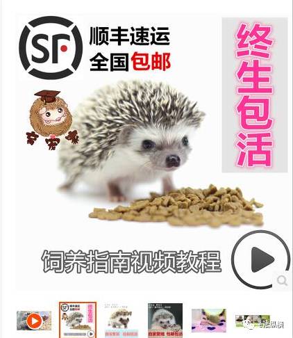 活体宠物横尸快递箱，谁之过？