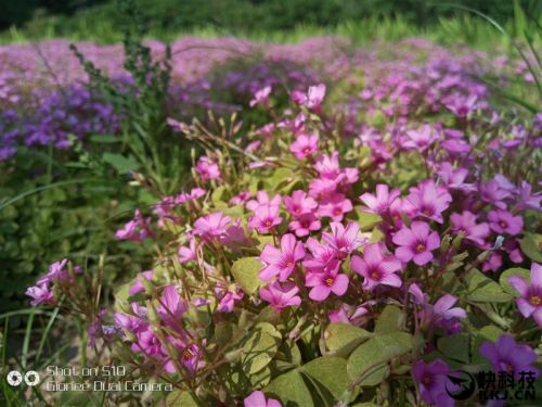 金立s10双摄像头手机,金立s10测评有什么特殊功能