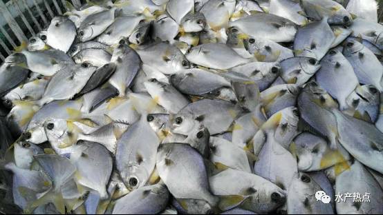 2020年金鲳鱼全国总产值,金鲳鱼养殖行情