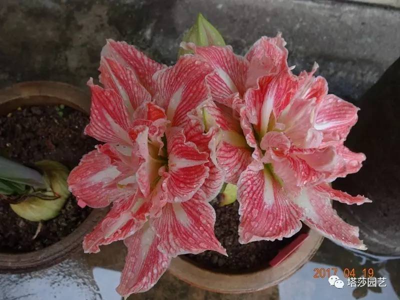 小城花事，泥土中滋生的花园梦