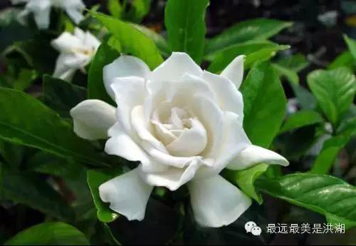 农村随处可见的野草,农村随处可见的草也能卖