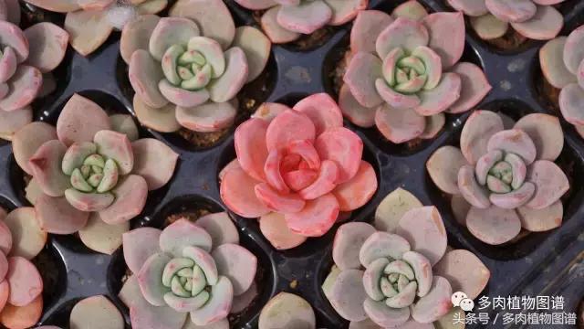 扦插多肉叶片化水了怎么办,多肉化水的叶子要摘除吗