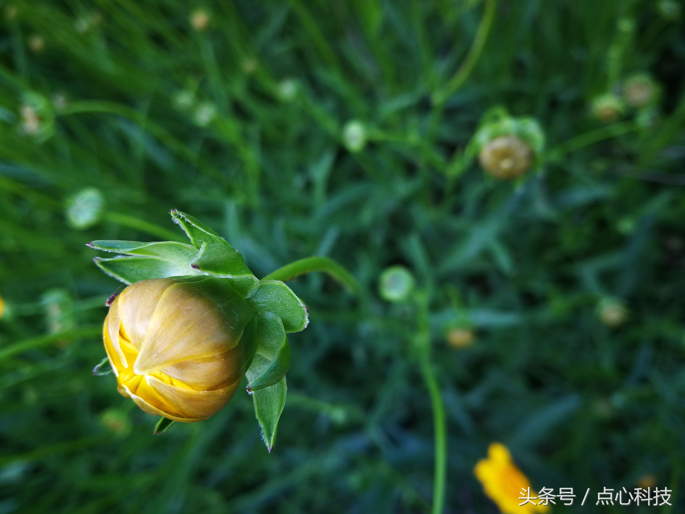 和向日葵相似的是什么花,长得像向日葵一样小小的花