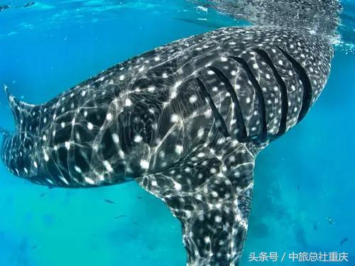宿务旅游跟团七日游,宿务旅行攻略