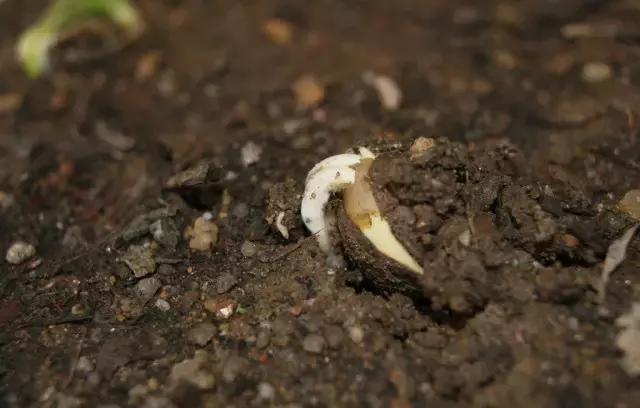 为什么现在的种子发芽还是活不了,种子为什么不发芽