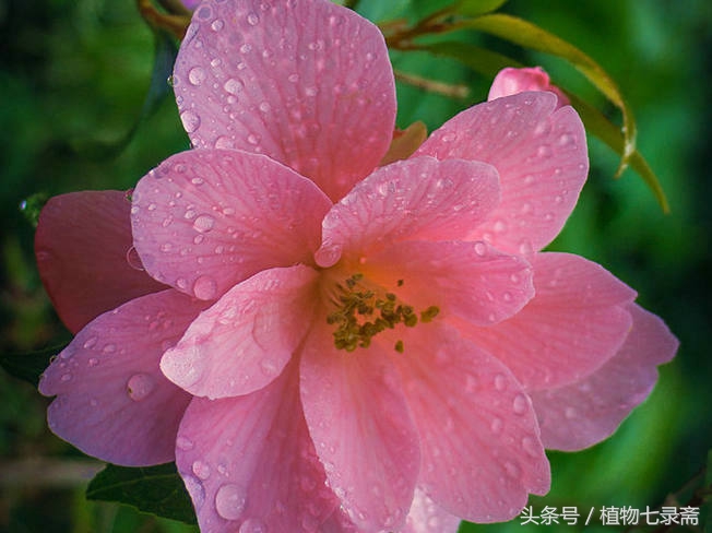 养花嫁接技巧大全视频教程,什么样的花适合嫁接