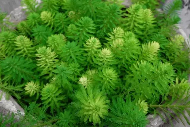 TALKXM｜你听过“路灯计划”吗？