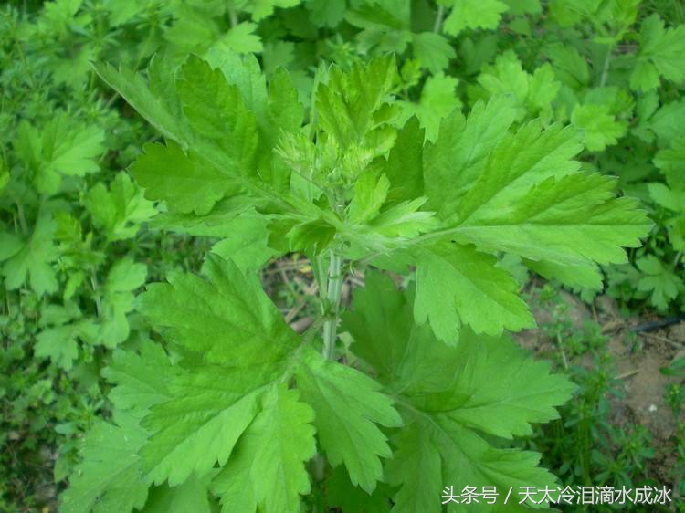 盆栽艾草可以除蚊子吗,家里种植艾草能驱蚊吗