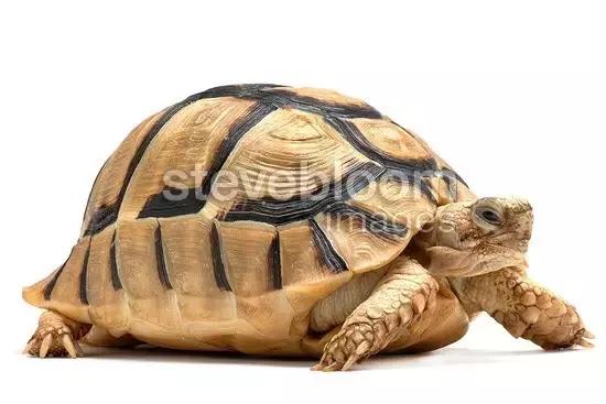 它被人冠以“小安格”的名号,却比真的安哥更金贵