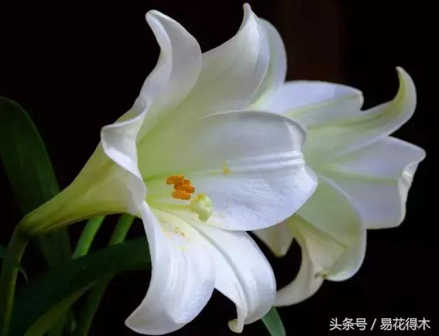 地栽百合花种球会自己繁殖吗,百合花的栽培视频