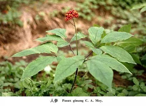 人参虽补但也不可胡乱进补,人参怎么吃才能大补