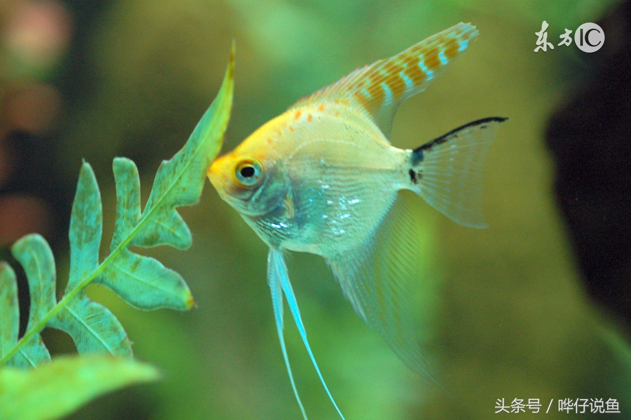 哗仔独家养水秘籍,哗仔独家开缸养水秘籍