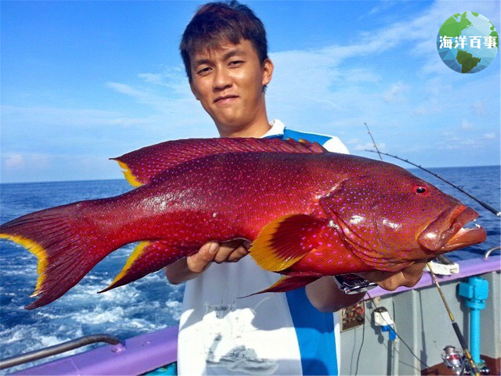 东星斑属于海鲜吗,东星斑海鲜图片