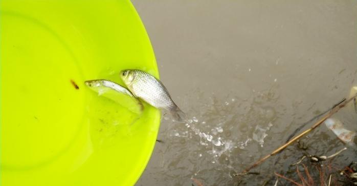 有毛不算秃含义,有毛不算秃怎么回复