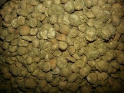 倒拔蚕豆的野趣，为了家里那一罐可以吃满四季的四川豆瓣酱