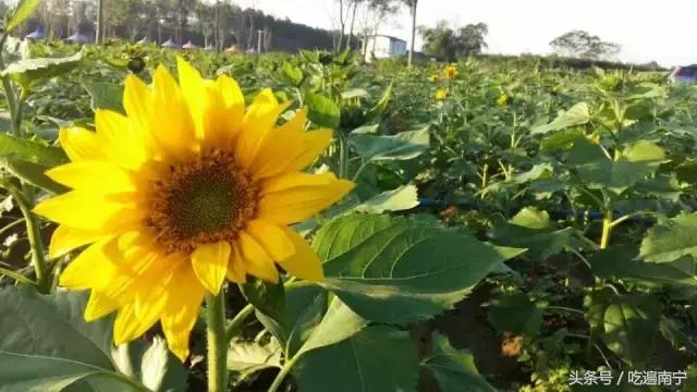 上林旅游有什么好玩的地方,上林好玩地方攻略必去景点