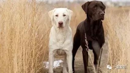 宠知识｜倡议领养代替购买