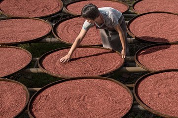 红曲酒曲是怎样做出来的,红曲米酒和红曲酒的区别