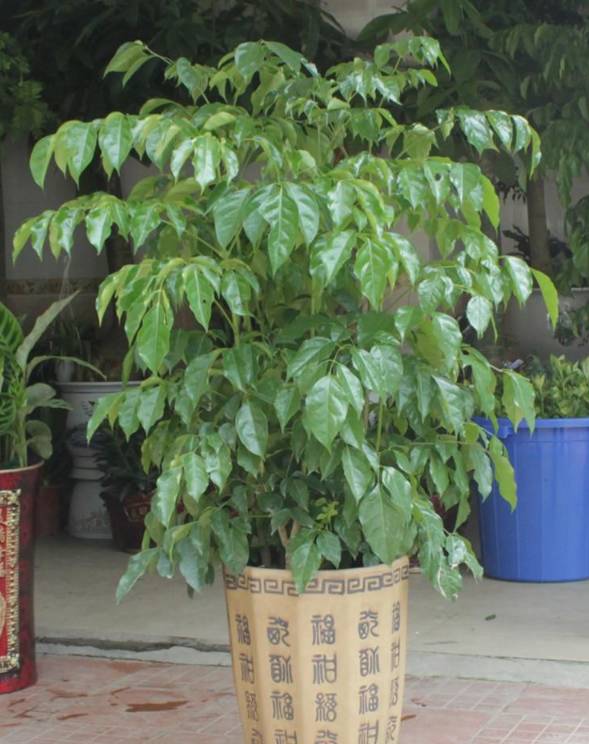 绿宝怎么养不会掉叶,绿宝冬天叶子发黄怎么办