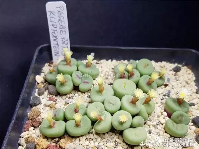 肉锥蜕皮要注意什么,蜕皮期的肉锥怎么服盆