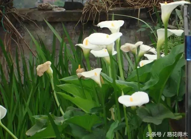 马蹄莲花怎么养护和浇水,如何让马蹄莲一年四季都活着