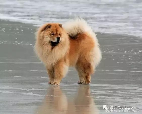 中国古老原种犬,古老的松狮犬