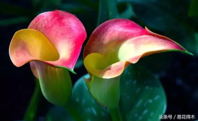 马蹄莲花怎么养护和浇水,如何让马蹄莲一年四季都活着