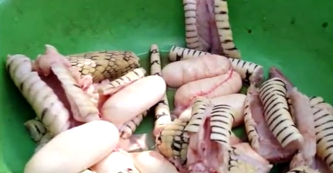 大蛇喂小孩吃蛇,小孩吃了一条蛇变成蛇了