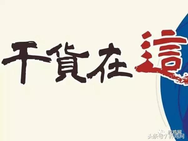 如何解决养鸡啄羽问题,养殖户如何解决鸡啄蛋的常见方法