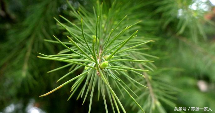 养鸡用松针粉有什么好处,养鸡省钱绝招大全