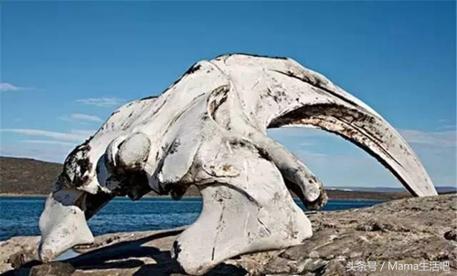 陈柏霖斑马外套同款,陈柏霖同款鞋子