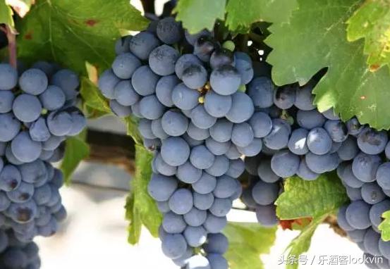 美女讲师梅康妮大师班揭秘多样化的维多利亚（附21个子产区名）