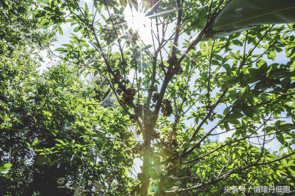 去了三亚去不了海边,去完三亚不看海