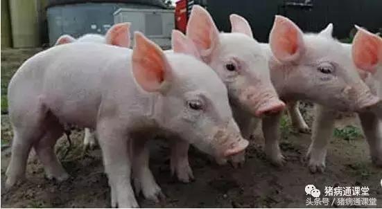 保育猪的饲养管理,保育仔猪的饲养管理要点