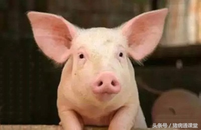 猪赖皮是什么原因引起的,猪严重癞皮怎么治