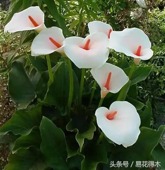 马蹄莲花怎么养护和浇水,如何让马蹄莲一年四季都活着