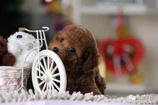 茶杯犬的养法,饲养茶杯犬成本高吗