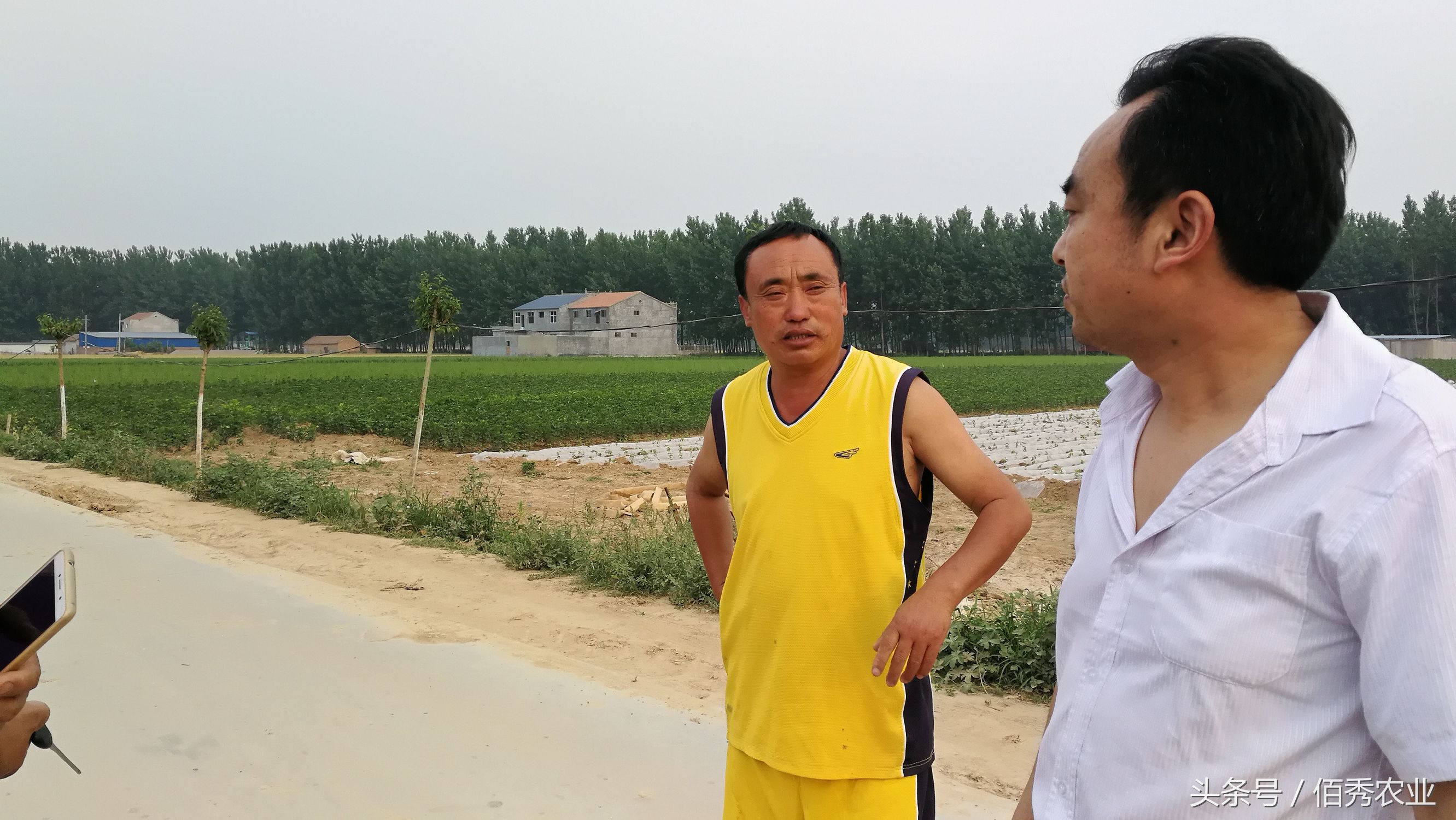 农民蔬菜销路如何解决,蔬菜卖不掉问题出在哪里