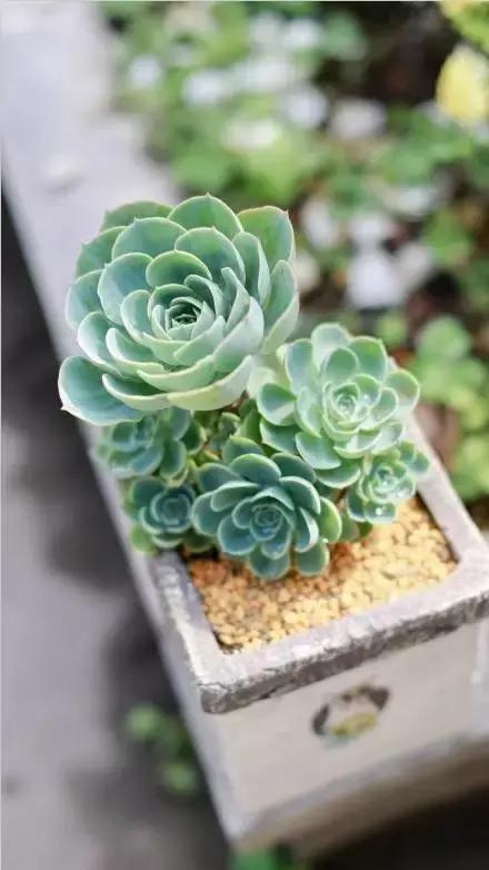 多肉化水叶片要不要摘下来,红宝石多肉掉叶子化水怎么办