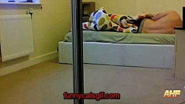 为什么猫被视为辟邪与招财,猫自卫能力