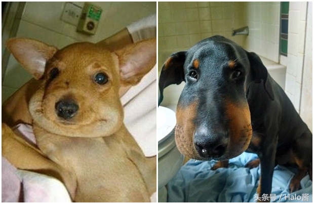 哭笑不得！猫狗大战蜜蜂后……主人该如何及时护理？