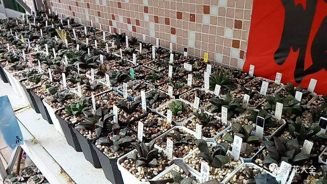 多肉有毒到底有多可怕 (各种多肉有毒吗)