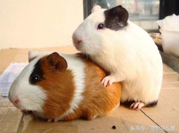 便宜好养的宠物荷兰猪,怎么给荷兰猪挑选笼子