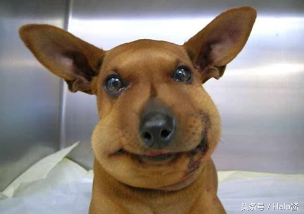 哭笑不得！猫狗大战蜜蜂后……主人该如何及时护理？