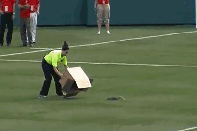 闯入足球场的动物,闯入者外国版叫什么