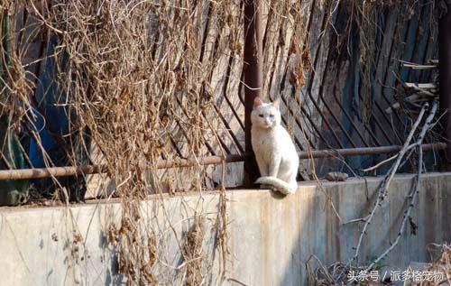 猫妈妈带着小猫向人求助,猫妈妈发现小猫不见了猫妈妈疯了