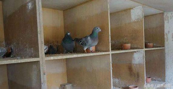 散养鸽子窝怎样搭建,废旧物品利用养鸽子